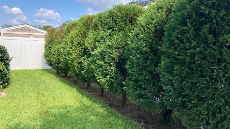 7 Of The Fastest Growing Trees For A Privacy Screen In Your Yard