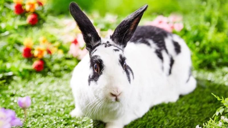 8 Need To Know Tips To Care For Your Pet Rabbit