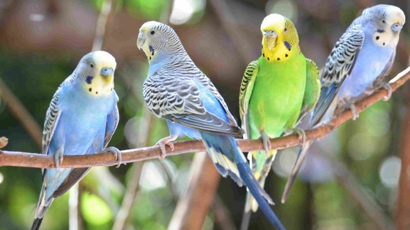 9 Amazing facts about budgies that you must know