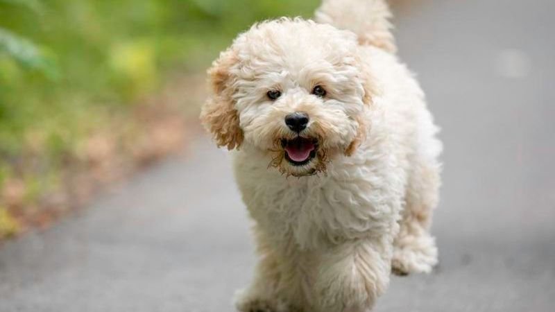 Cutest Poodle Mixes You Will Ever See